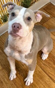Dolphin -  Mixed Breed Dog for Adoption in Ocala, Florida - Dolphin | PetCurious