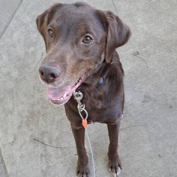 Copper -  Chocolate Labrador Retriever and Brittany Spaniel Dog for Adoption in Minneapolis, Minnesota - Copper | PetCurious