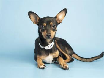CHEERIO -  Miniature Pinscher Dog for Adoption in Phoenix, Arizona - CHEERIO | PetCurious