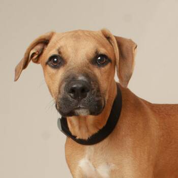 Duncan D71064 -  American Bulldog and Mixed Breed Dog for Adoption in Minnetonka, Minnesota - Duncan D71064 | PetCurious