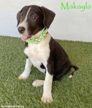 Makayla -  Labrador Retriever and Border Collie Dog for Adoption in San Diego, California - Makayla | PetCurious