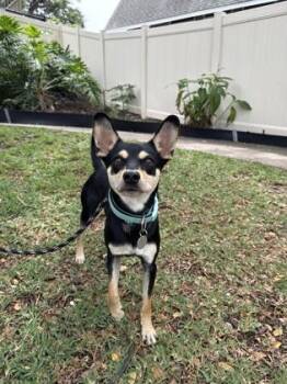 Toy Fox Terrier and Chihuahua Dogs Available for Adoption in Honolulu, Hawaii - Romeo | PetCurious