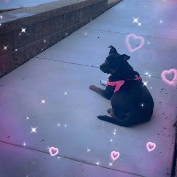 Wednesday -  German Shepherd Dog and Mixed Breed Dog for Adoption in Lynchburg, Virginia - Wednesday | PetCurious