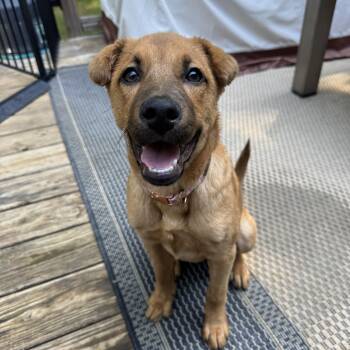 Kala -  Shepherd and Mixed Breed Dog for Adoption in Rock Hill, South Carolina - Kala | PetCurious