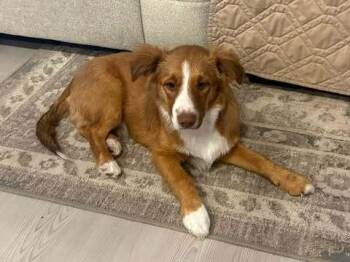 Finnegan -  Australian Shepherd Dog for Adoption in Dallas, Texas - Finnegan | PetCurious