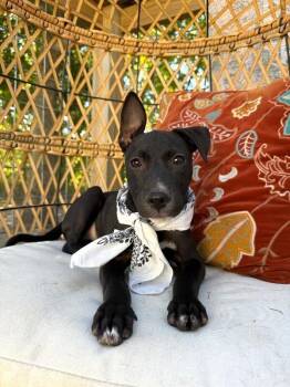 Chase Head Over Paws Love -  Pit Bull Terrier and Black Labrador Retriever Dog for Adoption in Friendswood, Texas - Chase Head Over Paws Love | PetCurious