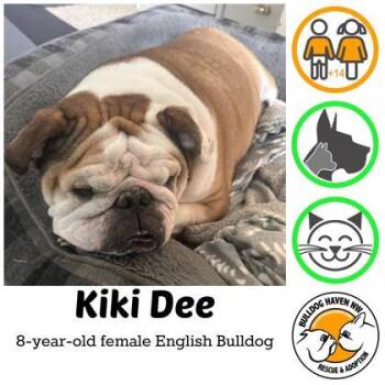 English Bulldog Dogs Available for Adoption in Bonney Lake, Washington - KIKI DEE | PetCurious