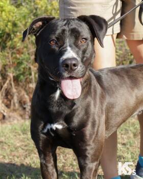American Staffordshire Terrier and Blue Lacy Dogs Available for Adoption - Terra | PetCurious
