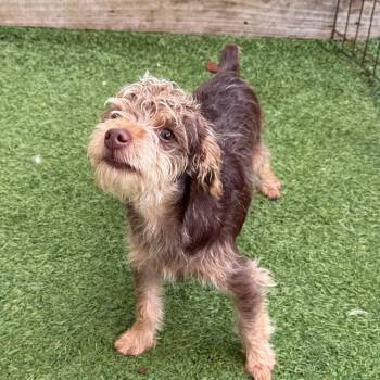 Dusty 1754 -  Yorkshire Terrier Dog for Adoption in Loxahatchee Groves, Florida - Dusty 1754 | PetCurious
