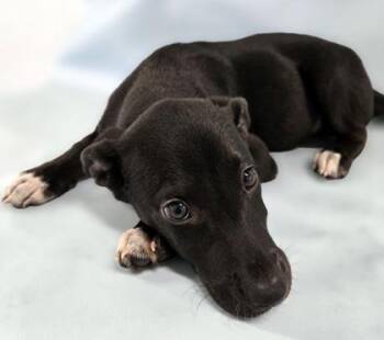 Aspen -  Labrador Retriever and Mixed Breed Dog for Adoption in Morton Grove, Illinois - Aspen | PetCurious