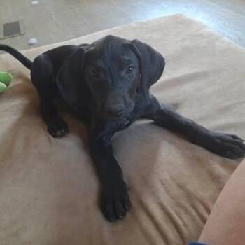 Katy -  Black Labrador Retriever Dog for Adoption in Dover, Arkansas - Katy | PetCurious