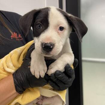 Mixed Breed Dogs Available for Adoption in Abilene, Texas - Marbles | PetCurious