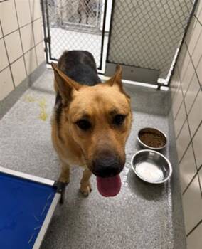 German Shepherd Dog and Mixed Breed Dogs Available for Adoption in Pasadena, Texas - TEDDY | PetCurious