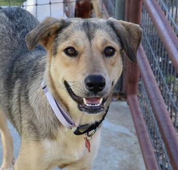 Suzie -  Shepherd Dog for Adoption in Fort Worth, Texas - Suzie | PetCurious