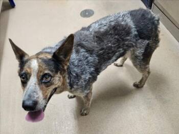 GIGI -  Australian Cattle Dog Blue Heeler Dog for Adoption in Norco, California - GIGI | PetCurious