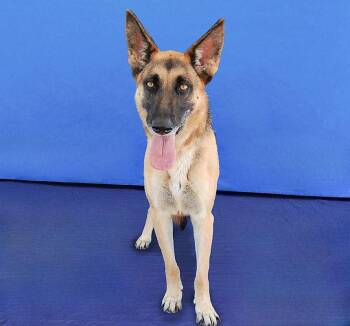 ROSIE -  German Shepherd Dog Dog for Adoption in Pasadena, California - ROSIE | PetCurious