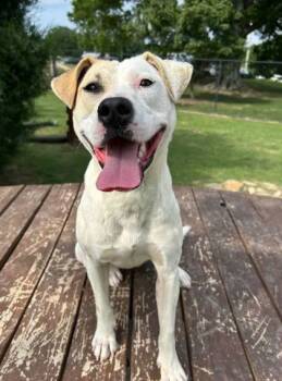 Rescue Mixed Breed Dogs for Adoption in Memphis, Tennessee - Pendant | PetCurious