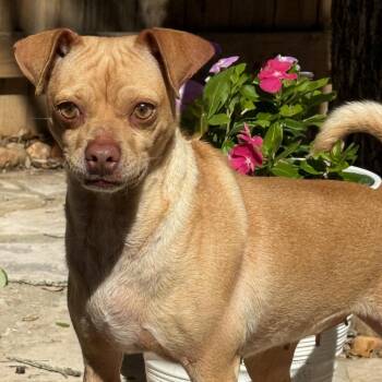 Lyrica -  Pug Dog for Adoption in Hondo, Texas - Lyrica | PetCurious