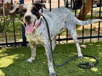 Australian Cattle Dog Blue Heeler Dogs Available for Adoption in Brentwood, Missouri - OREO | PetCurious