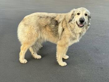 Great Pyrenees Dogs Available for Adoption in Newport, New Hampshire - Bella | PetCurious