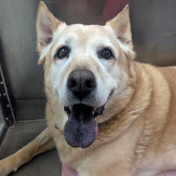 Labrador Retriever and Chow Chow Dogs Available for Adoption - Roscoe | PetCurious