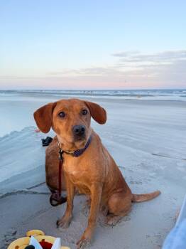 Jenny -  Labrador Retriever Dog for Adoption in Charleston, South Carolina - Jenny | PetCurious