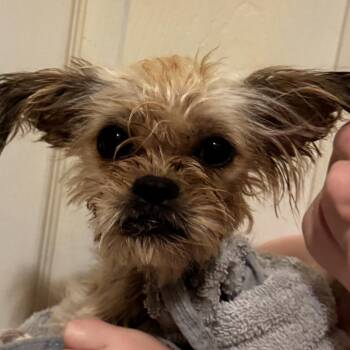 Pine -  Yorkshire Terrier and Mixed Breed Dog for Adoption in Midland, Texas - Pine | PetCurious
