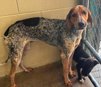 Mustard -  Treeing Walker Coonhound Dog for Adoption in Lexington, Massachusetts - Mustard | PetCurious