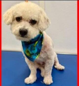 Nanu -  Poodle Dog for Adoption - Nanu | PetCurious