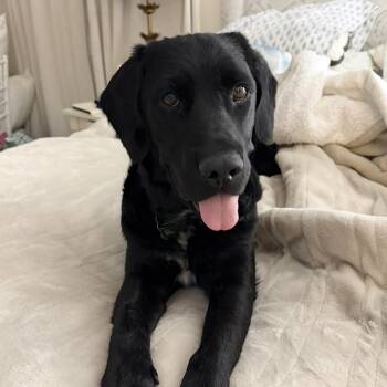 Flat Coated Retriever Dogs Available for Adoption in Columbia, South Carolina - Sledder | PetCurious