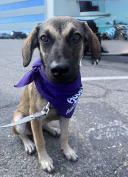 Belgian Shepherd Malinois Dogs Available for Adoption in Glen Rock, New Jersey - Cappuchina | PetCurious