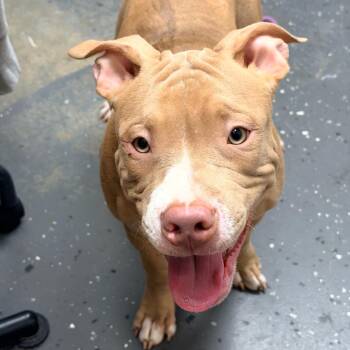 Red -  Mixed Breed Dog for Adoption in Columbiana, Alabama - Red | PetCurious
