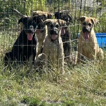 Caiyou -  German Shepherd Dog and Mixed Breed Dog for Adoption in Bellingham, Washington - Caiyou | PetCurious