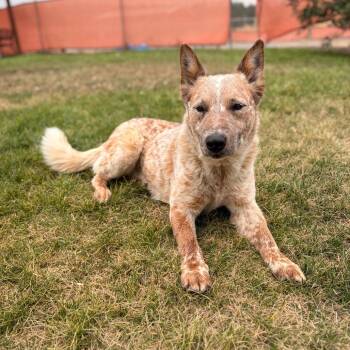 Waldo -  Mixed Breed Dog for Adoption in Spokane, Washington - Waldo | PetCurious