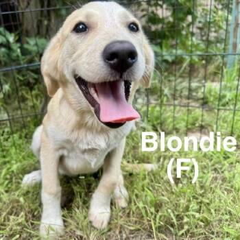 Blondie -  Hound and Labrador Retriever Dog for Adoption in Wadena, Minnesota - Blondie | PetCurious