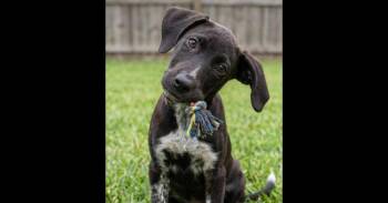 Fabio -  Labrador Retriever and Mixed Breed Dog for Adoption in Crown Point, Indiana - Fabio | PetCurious