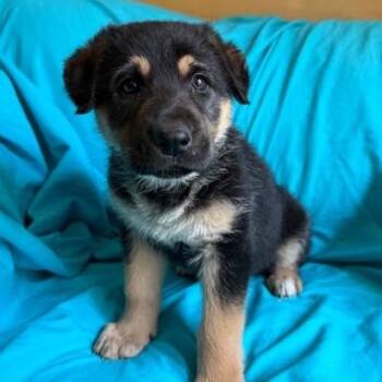German Shepherd Dog Dogs Available for Adoption - Dakota | PetCurious