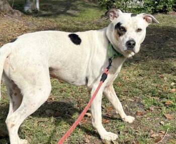 Nico -  Mixed Breed Dog for Adoption in Palm Coast, Florida - Nico | PetCurious