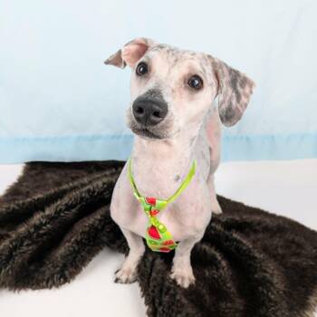 Shaggy -  Miniature Dachshund and Miniature Poodle Dog for Adoption in Round Rock, Texas - Shaggy | PetCurious