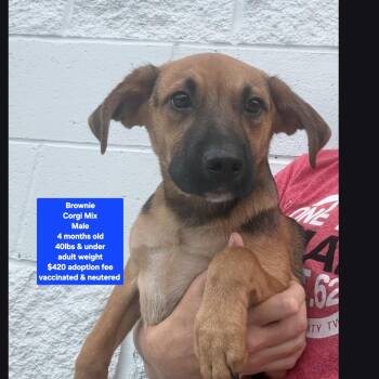 Brownie -  Corgi Dog for Adoption in Oviedo, Florida - Brownie | PetCurious