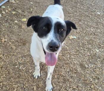 FREEDOM -  Labrador Retriever and Mixed Breed Dog for Adoption in Albuquerque, New Mexico - FREEDOM | PetCurious
