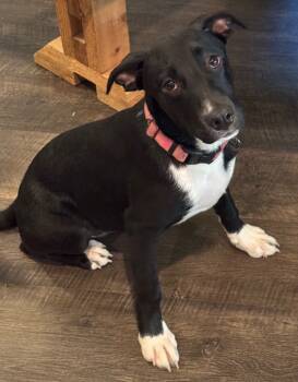 Rescue Labrador Retriever and Yellow Labrador Retriever Dogs for Adoption in Little Rock, Arkansas - Scout | PetCurious