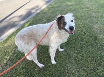 RUFUS -  Australian Shepherd and Mixed Breed Dog for Adoption in Ontario, California - RUFUS | PetCurious