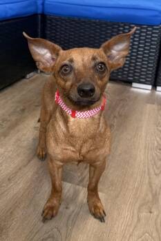 Rescue Chihuahua and Miniature Pinscher Dogs for Adoption in Plant City, Florida - Ridoc | PetCurious