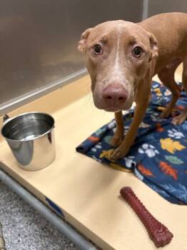 Honeycomb -  Pit Bull Terrier and Mixed Breed Dog for Adoption in Burgaw, North Carolina - Honeycomb | PetCurious