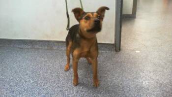 Mixed Breed Dogs Available for Adoption in Charlotte, North Carolina - LILAH | PetCurious