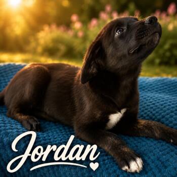 Jordan -  Labrador Retriever and Mixed Breed Dog for Adoption in Wadena, Minnesota - Jordan | PetCurious