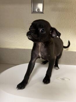 Alvin -  Pug Dog for Adoption in Portland, Maine - Alvin | PetCurious