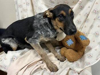 A614650 -  Australian Cattle Dog Blue Heeler Dog for Adoption in Modesto, California - A614650 | PetCurious