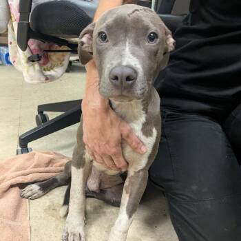 Blue -  Pit Bull Terrier Dog Available for Adoption in Birmingham, Alabama - Blue | PetCurious